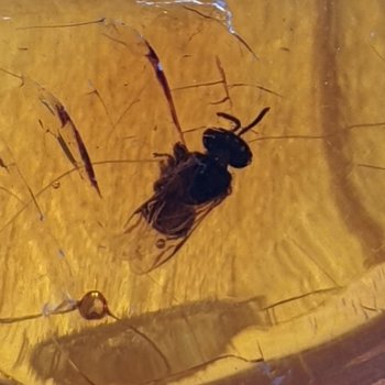 Ambra Fossile Con Insetto - Didoni - Foto 7