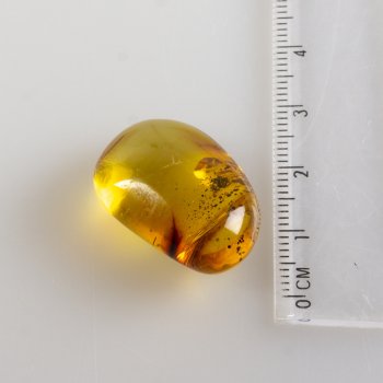 Ambra con fossile insetto | 1,8 x 1,1 x 0,7 cm, 1,09 g