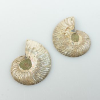 Coppia di Ammonite fossile | 6,3x5,2x1,2 cm 0,126 kg