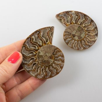 Coppia di Ammonite fossile | 6,3x5,2x1,2 cm 0,126 kg
