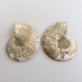 Coppia di Ammonite fossile | 9,5 x 7,8 x 1,3 cm 0,218 kg