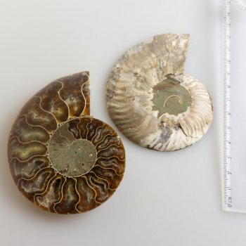 Coppia di Ammonite fossile | 9,5 x 7,8 x 1,3 cm 0,218 kg