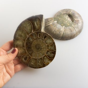 Coppia di Ammonite fossile | 13,8 x 11,5 x 1,5 cm 0,612 kg