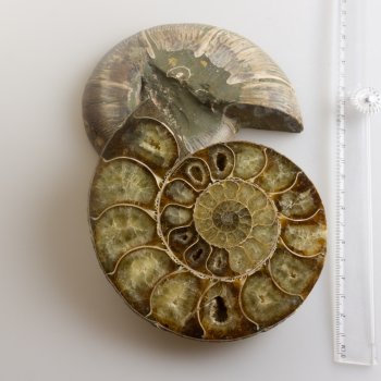 Coppia di Ammonite fossile | 13,8 x 11,5 x 1,5 cm 0,612 kg