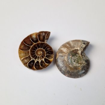 Ammonite fossile opalizzata | 2,5 - 3 cm