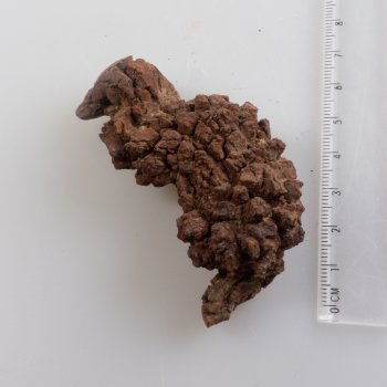 Coprolite di dinosauro | 6 x 3,5 x 2,8 cm 0,067 kg