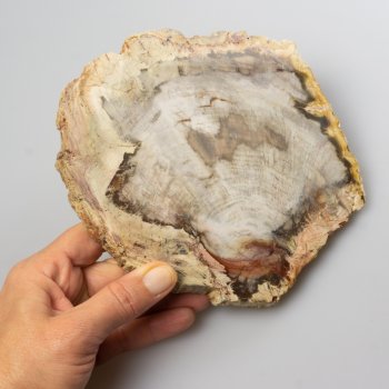 Fetta di Legno di palma fossile | 17,7 x 17,6 x 1,4 cm 0,755 kg