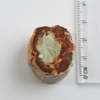 Fetta di Legno fossile burattata | 2,5-4 cm