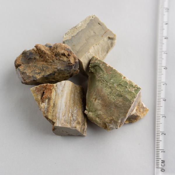 Grezzo Legno fossile | Dimensioni varie : pietre circa 3-5 cm 0,025 kg
