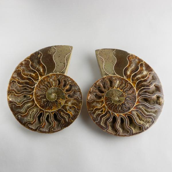 Coppia di Ammonite fossile | 14X11,5X1,6 cm 0,615 kg