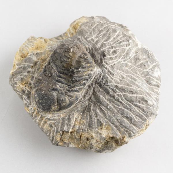 Trilobite, phacops rana | 9X7,5X4,5 cm 0,315 kg