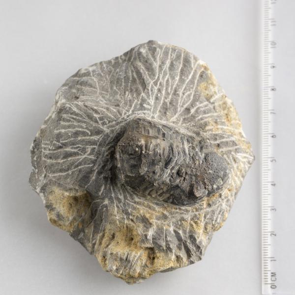 Trilobite, phacops rana | 9X7,5X4,5 cm 0,315 kg
