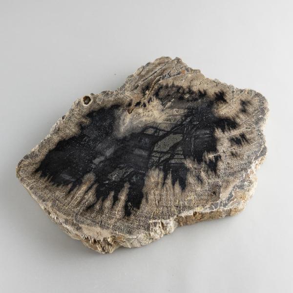 Fetta di Legno fossile | 18X13X2 cm 0,750 kg