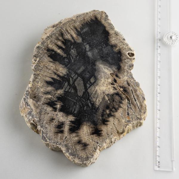 Fetta di Legno fossile | 18X13X2 cm 0,750 kg