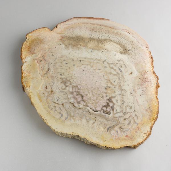 Fetta di Legno di palma fossile | 19X16X1,5 cm 0,765 kg