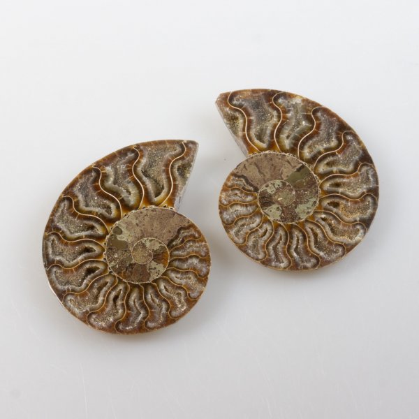 Coppia di Ammonite fossile | 7x5,3x1 cm 0,076 kg