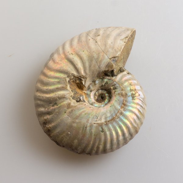 Ammonite fossile iridescente | 8,6 x 6,8 x 2,3 cm  0,174 kg