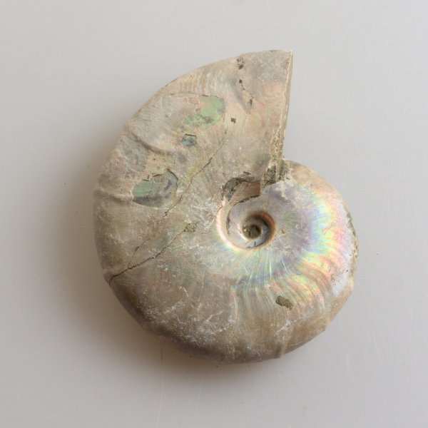 Ammonite fossile iridescente | 8,3 x 6,5 x 2,2 cm  0,164 kg