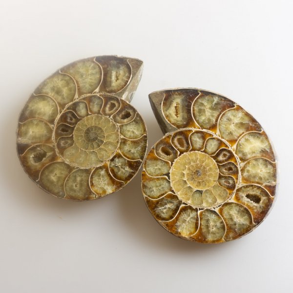 Coppia di Ammonite fossile | 13,5 x 11,2 x 2,4 cm 0,905 kg