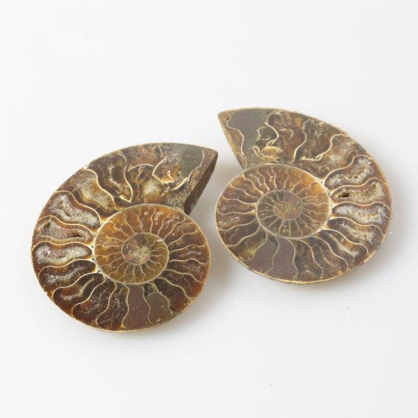 Coppia di Ammonite fossile | 6,3 x 4,9 x 0,7 cm l'una, 62 g