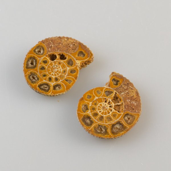 Coppia di Ammonite fossile | 3,2 x 2,7 x 1,3 cm, 16 g