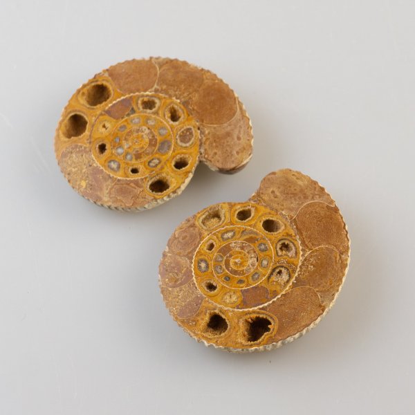 Coppia di Ammonite fossile | 4,5 x 3,8 x 1,5 cm, 32 g