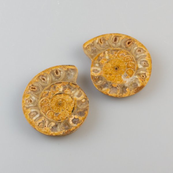 Coppia di Ammonite fossile | 5,3 x 4,5 x 1,5 cm, 46 g