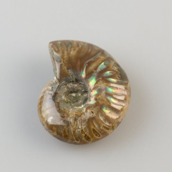 Ammonite fossile opalizzata | 3,7 x 3 x 1,3 cm, 18 g