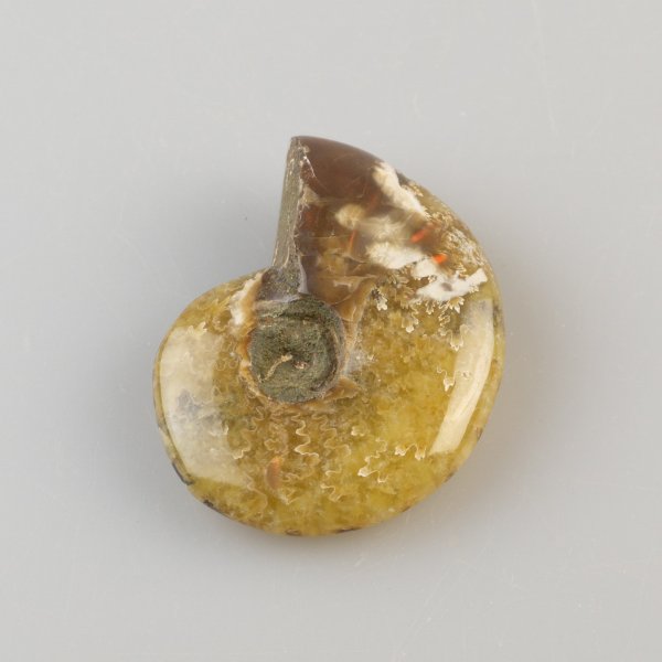 Ammonite fossile opalizzata | 4,4 x 3,5 x 1,2 cm, 22 g