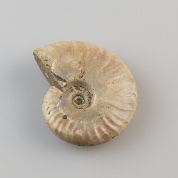 Ammonite fossile iridescente | 4,6 x 4 x 1,4 cm, 32 gr