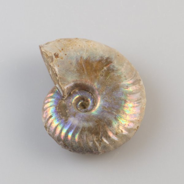 Ammonite fossile iridescente | 4,8 x 4 x 1,5 cm, 40 gr
