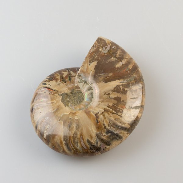 Ammonite fossile opalizzata | 9 x 7,2 x 2,5 cm, 0,206 kg