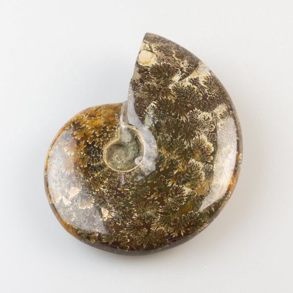 Ammonite fossile opalizzata | 11 x 8,7 x 3 cm, 0,342 kg