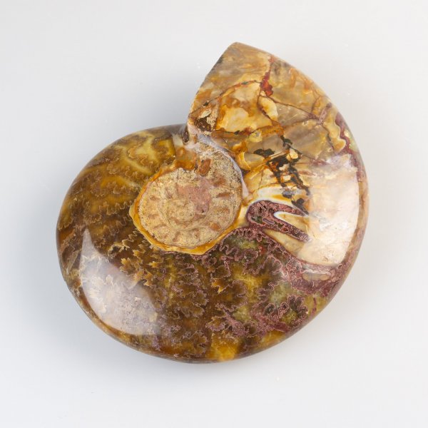 Ammonite fossile opalizzata | 12 x 9,8 x 3,2 cm, 0,454 kg