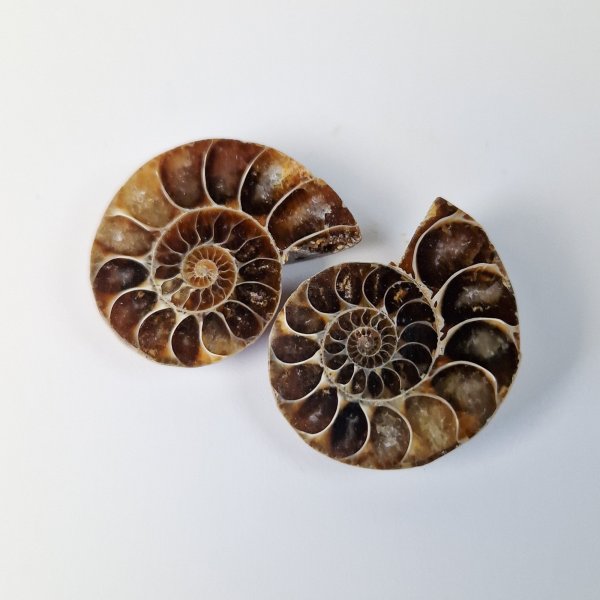 Ammonite fossile | 3 cm