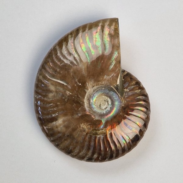 Ammonite fossile opalizzata | 7,5 x 6 x 2,3 cm, 0,134 kg