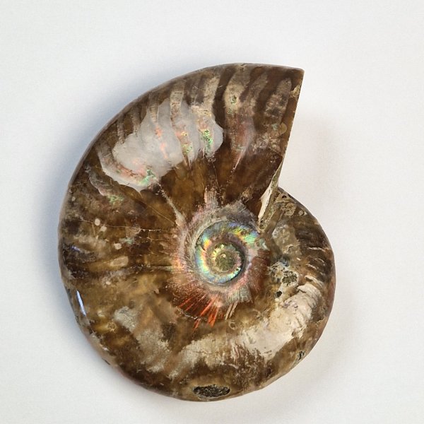 Ammonite fossile opalizzata | 10 x 8 x 3 cm, 0,300 kg