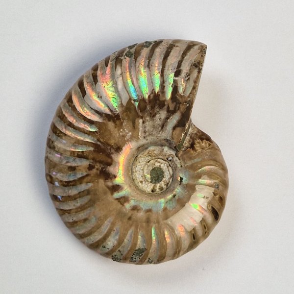 Ammonite fossile opalizzata | 7,5 x 6,2 x 2,4 cm, 0,146 kg