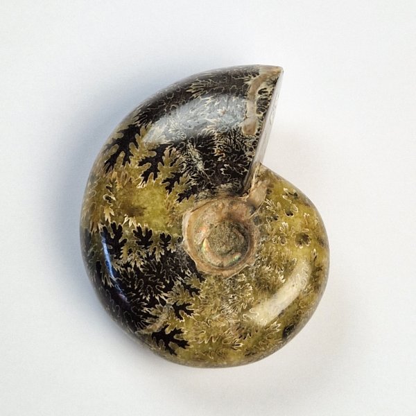 Ammonite fossile opalizzata | 9 x 7,3 x 4,3 cm, 0,374 kg