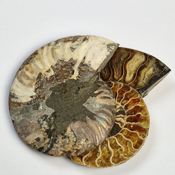 Coppia di Ammonite fossile opalizzata | 11,5 x 10 cm, 0,378 kg