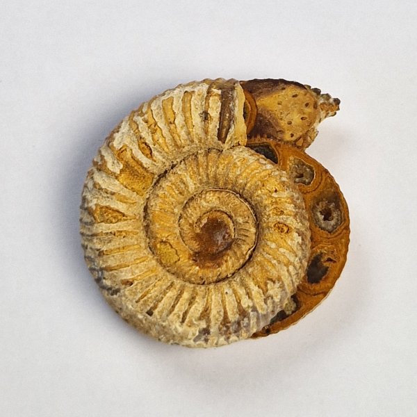 Coppia di Ammonite fossile, Marocco | 3,5 - 4 cm