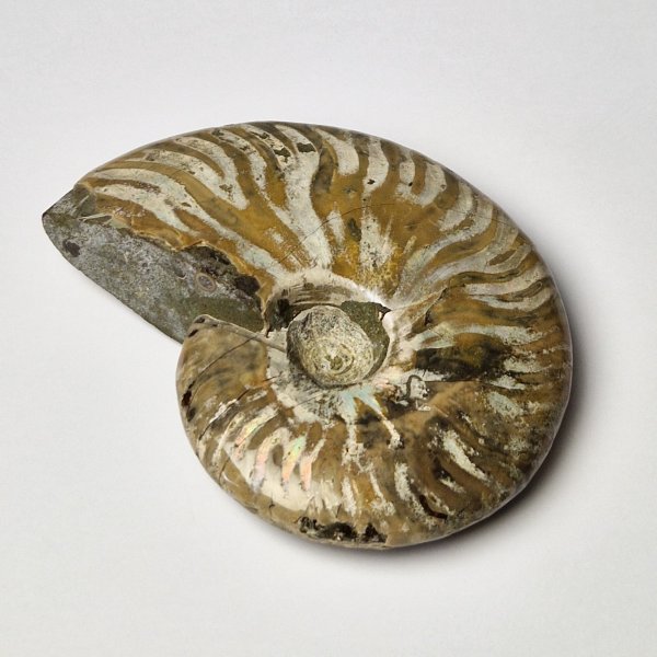 Ammonite fossile opalizzata | 9,5 x 7,5 x 2,5 cm, 0,234 kg