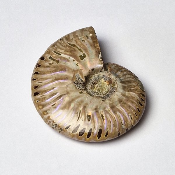 Ammonite fossile opalizzata | 7,3 x 6 x 2 cm, 0,112 kg