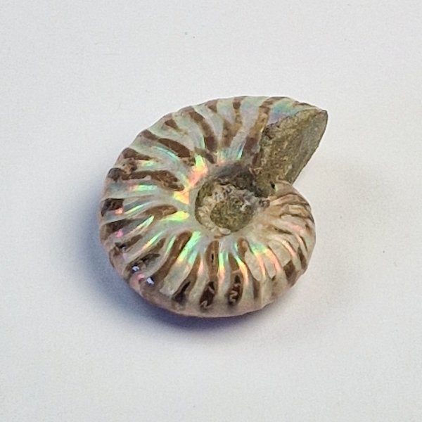 Ammonite fossile opalizzata | 5 x 4 cm