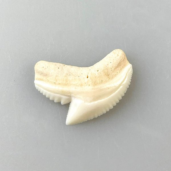 Dente di squalo fossile | 2 cm