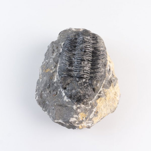 Trilobite, phacops rana | 11 x 8 x 4 cm, 0,610 kg