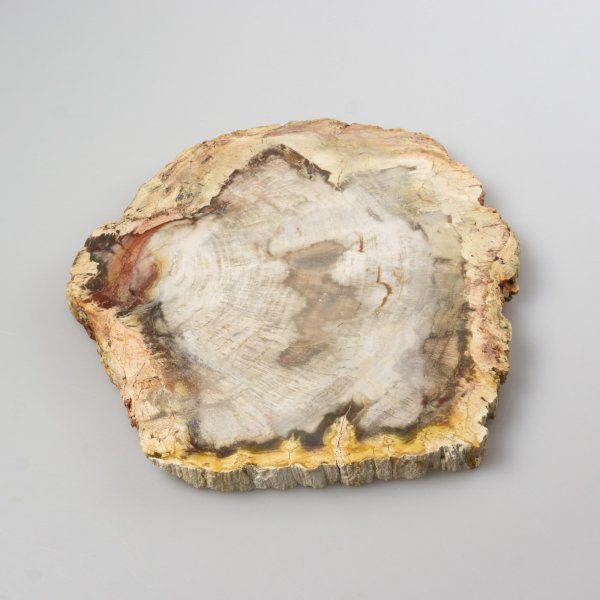 Fetta di Legno di palma fossile | 17,7 x 17,6 x 1,4 cm 0,755 kg