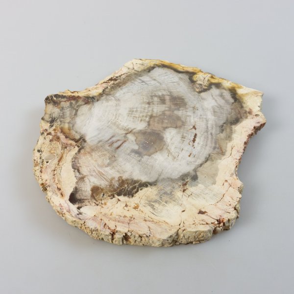 Fetta di Legno di palma fossile | 17,5 x 17 x 1,4 cm, 0,714 kg