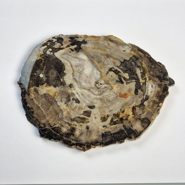 Fetta di Legno fossile | 17 x 12,5 x 1 cm, 0,440 kg