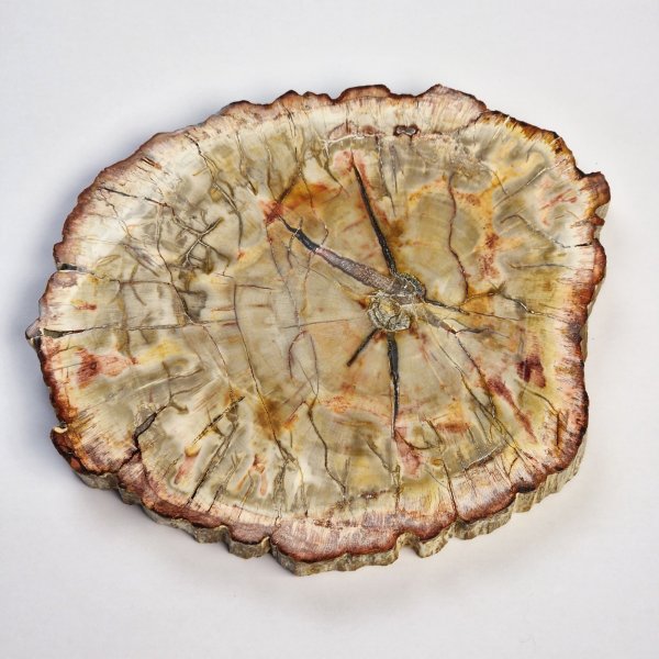 Fetta di Legno fossile | 16,5 x 13,5 x 1,5 cm, 0,610 kg
